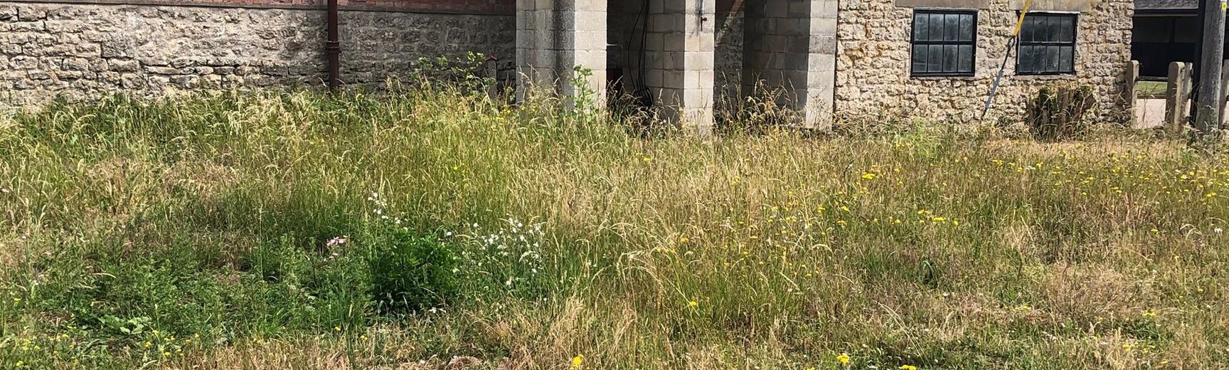 flower-meadow-jkfs