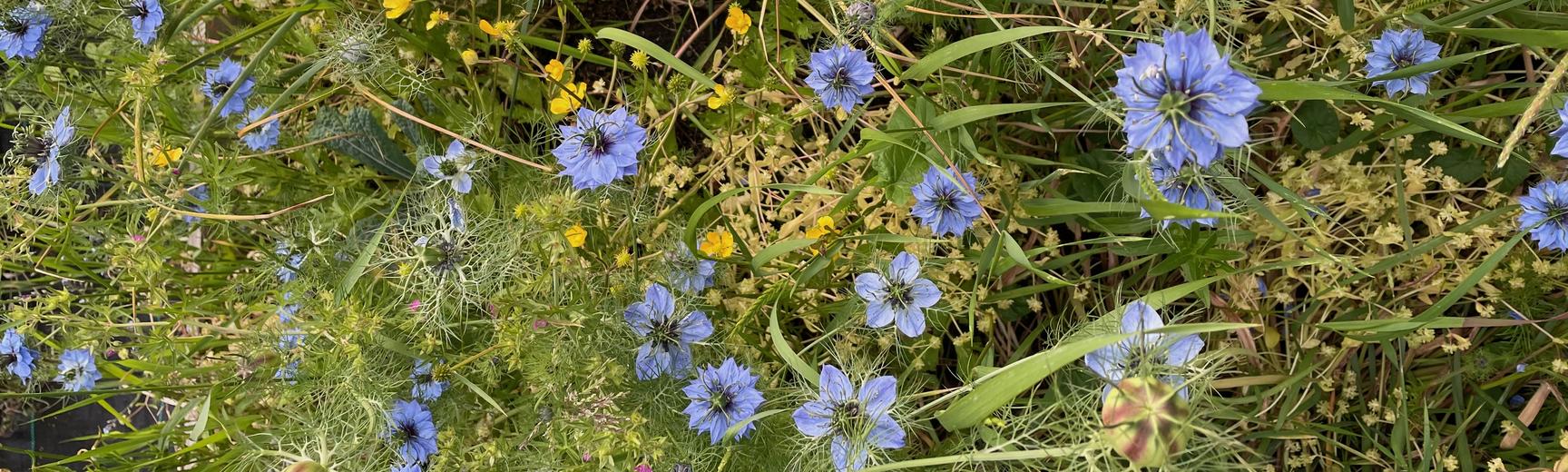 nigella_0