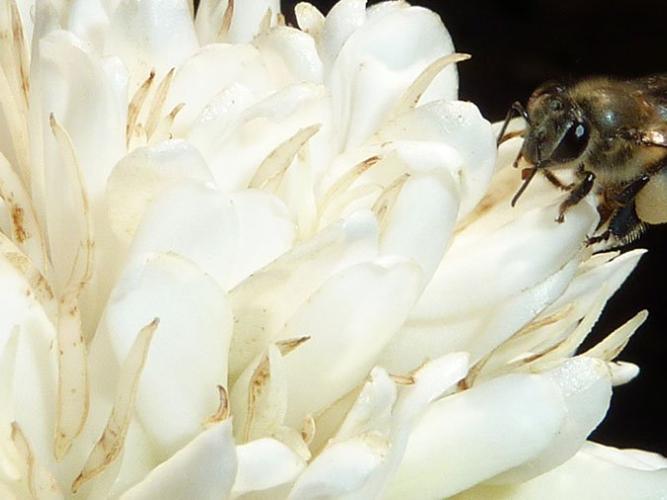 Honeybee on white coffee flowers