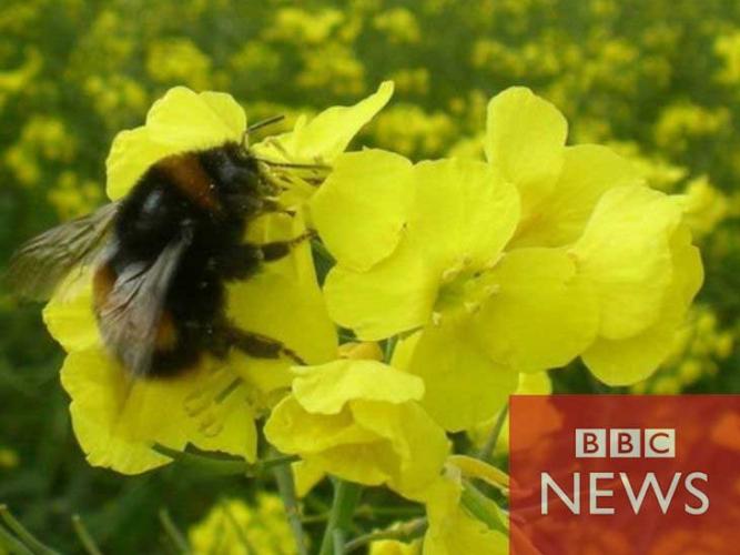 bumblebee on yellow flower