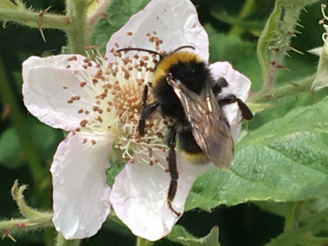bumblebee on bramble flower