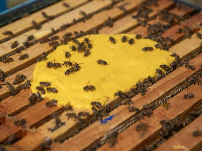 Honeybees eating experimental pollen substitute