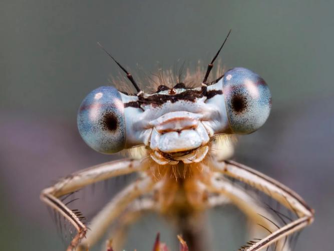 close-up of dragonfly with big facet eyes looking straight at the camera