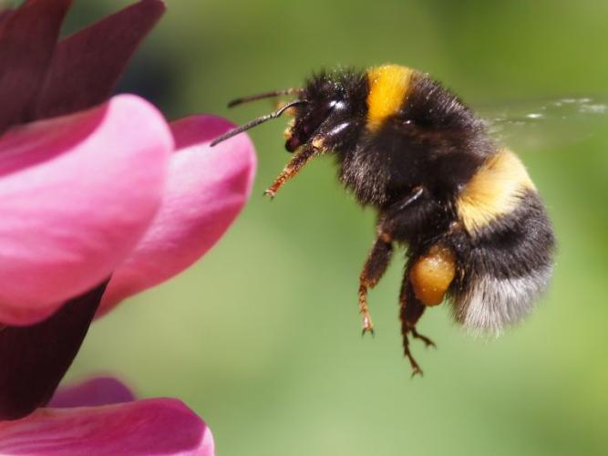 Bumblebee landing on pink flower