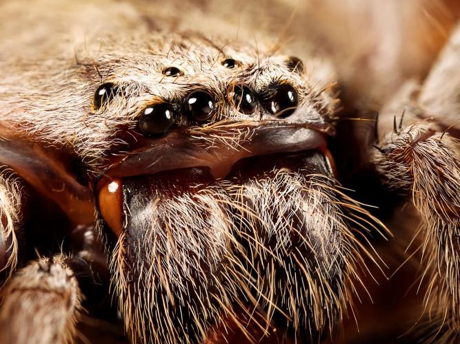 Close-up of a spider's head
