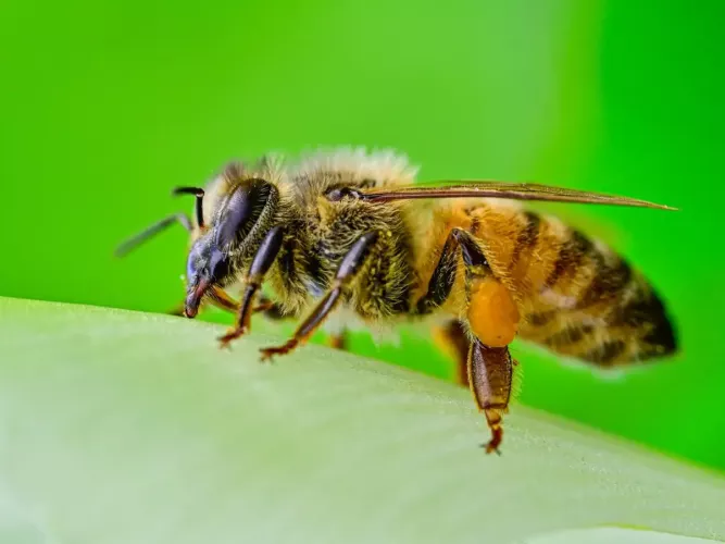 Honeybee worker on a leaf