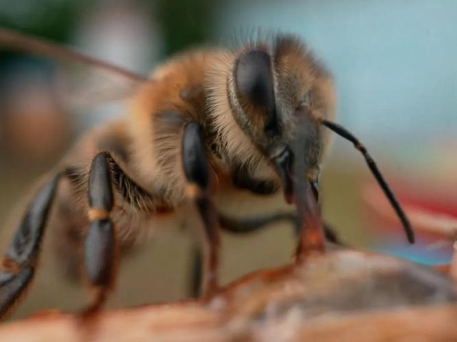 Close-up of honeybee worker