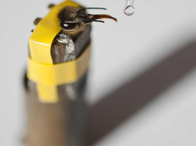 Harnessed honeybee extending her proboscis towards a drop of sugar solution from a pipette.