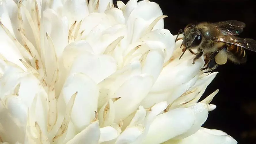 Honeybee on white coffee flowers