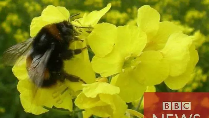 bumblebee on yellow flower