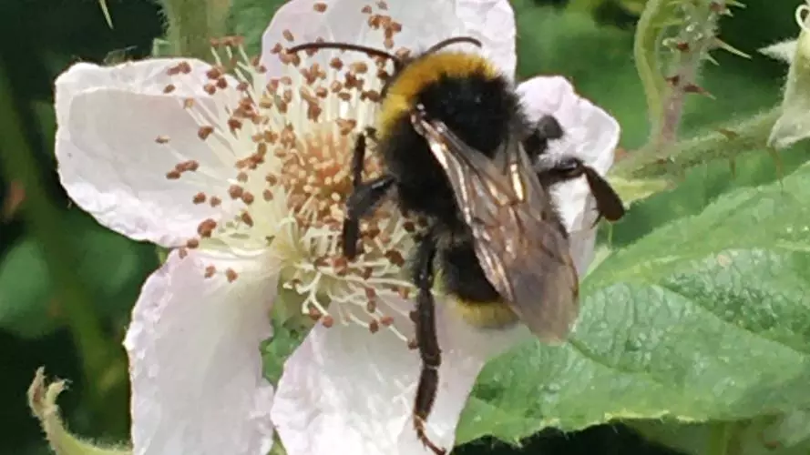 bumblebee on bramble flower