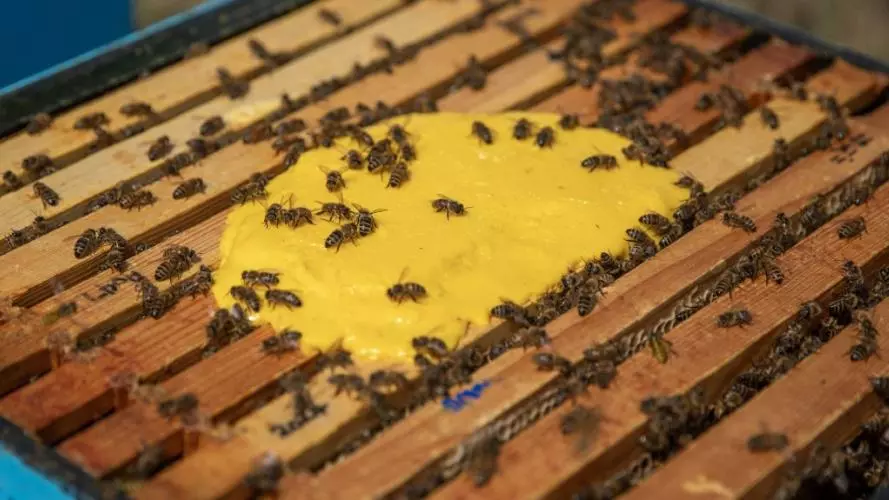 Honeybees eating experimental pollen substitute