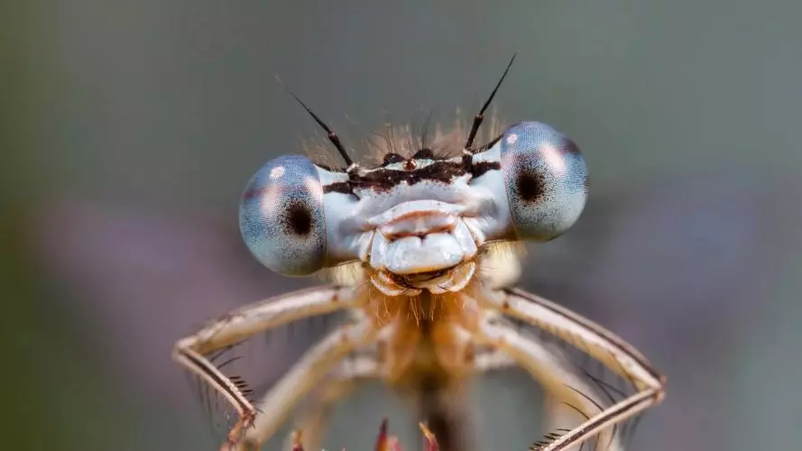 close-up of dragonfly with big facet eyes looking straight at the camera