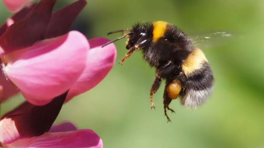 Bumblebee landing on pink flower