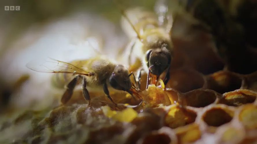 Two honeybee workers drink honey inside the hive