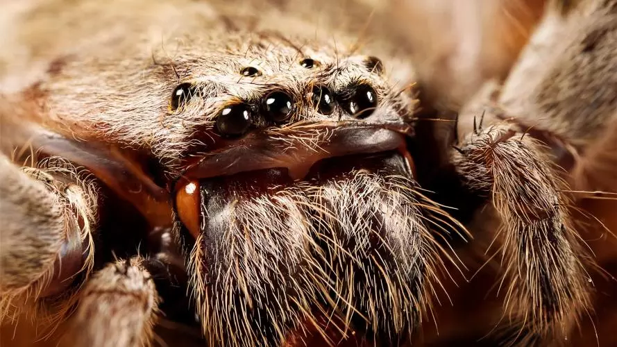 Close-up of a spider's head