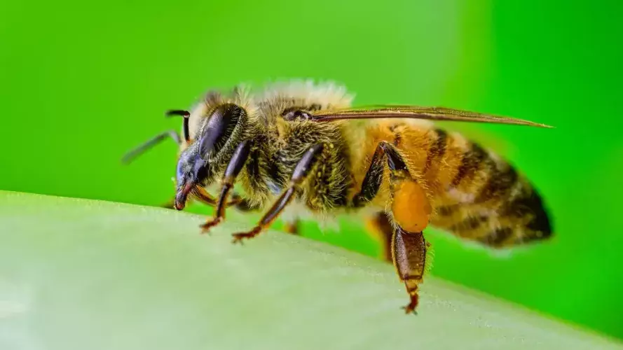Honeybee worker on a leaf