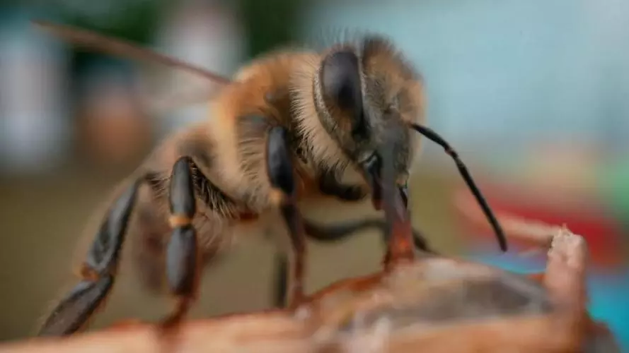 Close-up of honeybee worker