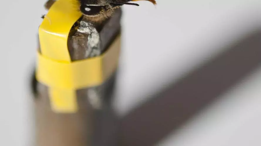 Harnessed honeybee extending her proboscis towards a drop of sugar solution from a pipette.