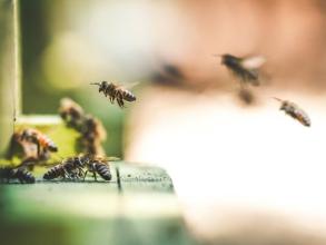 Returning forager bees landing at the hive entrance